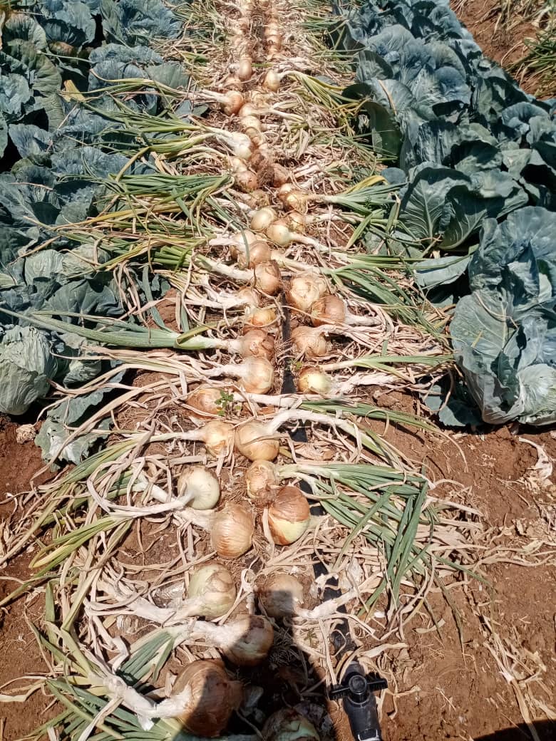 Over 200 bags of onions 10kg, 90 per bag for orders over 50bags