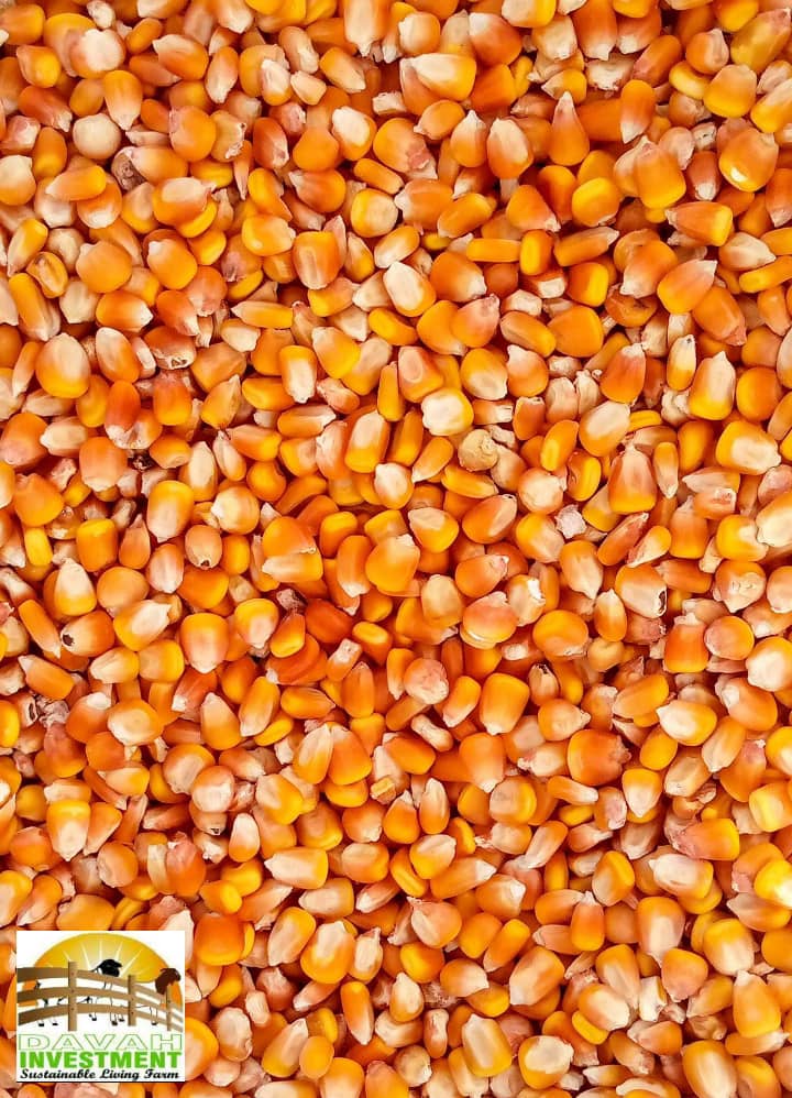 Yellow Maize