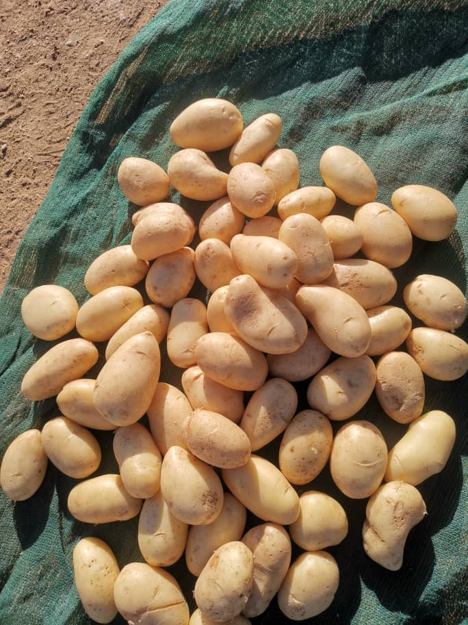 Potatoes for sale, extra large P120, large P110, Med P100 small P85