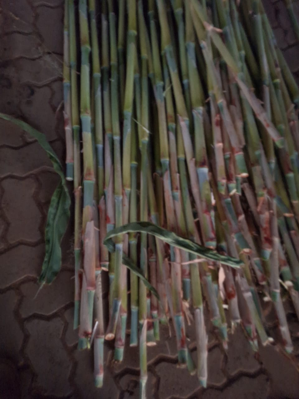 Sugar Cane