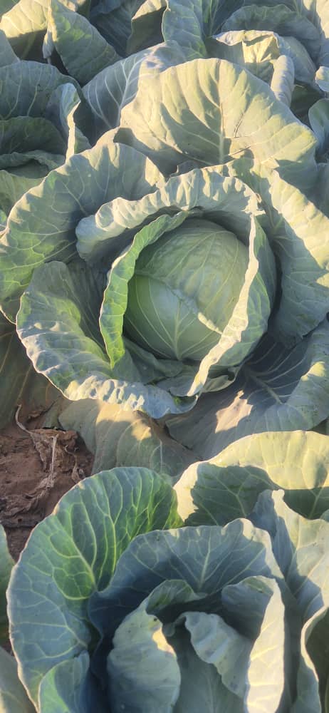 2000 fresh cabbage heads from farm ready for sale now, P12 each