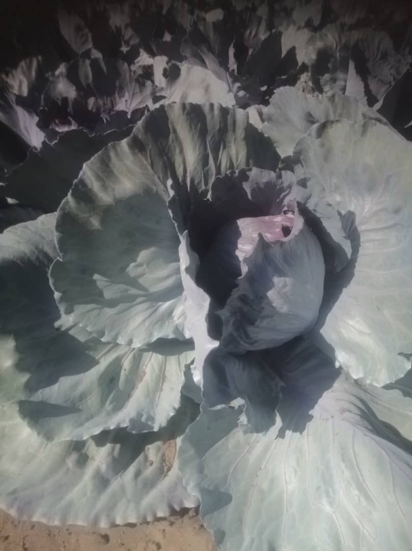 Fresh Red cabbage from farm, 1500 heads for sale @P18 each