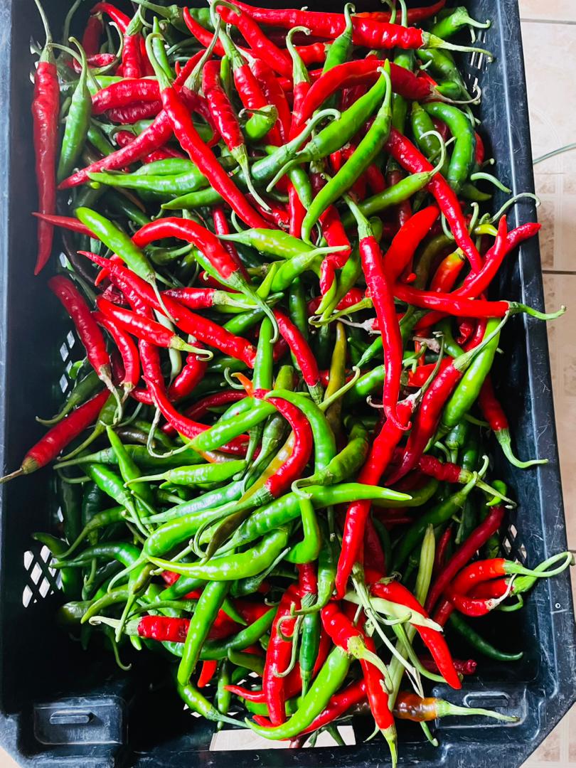 Green Chillies P40/kg, Red chillies P50/kg