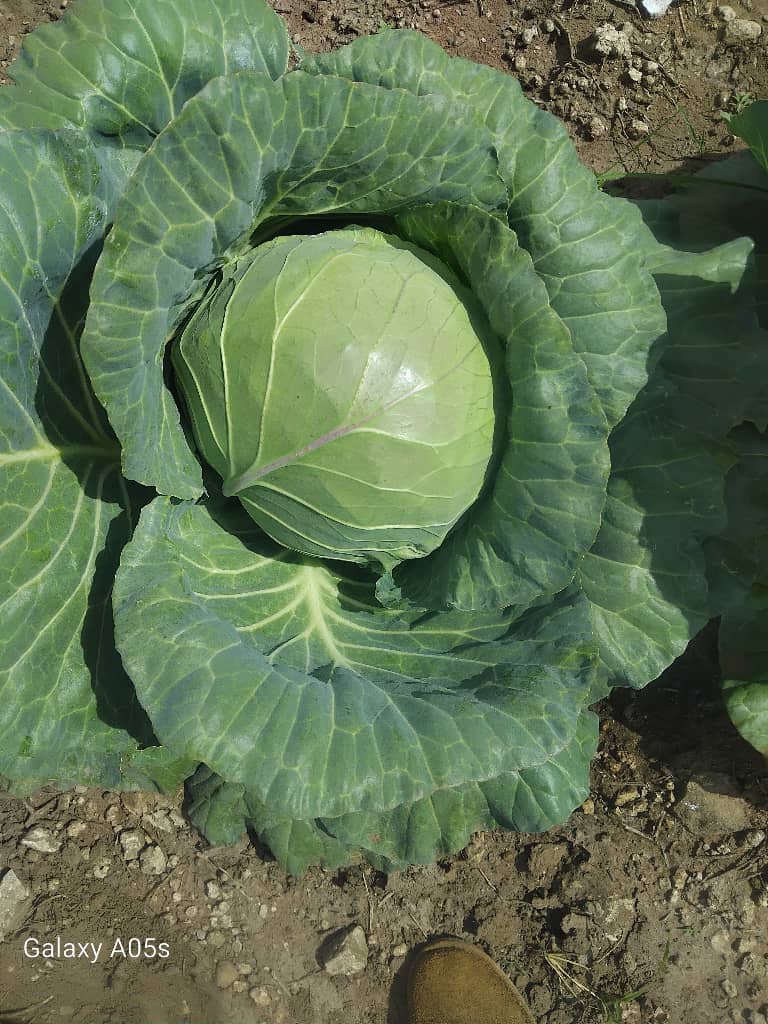 A fresh cabbages from farm will be available from 15 March, 13-15 pula per head