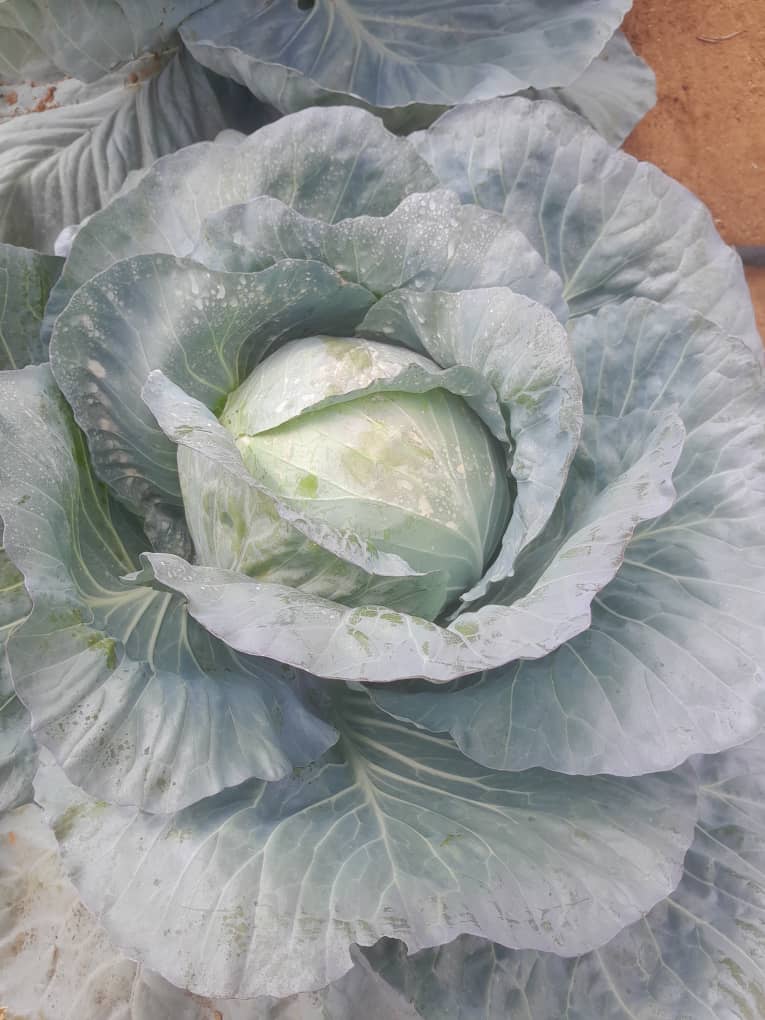 Cabbages