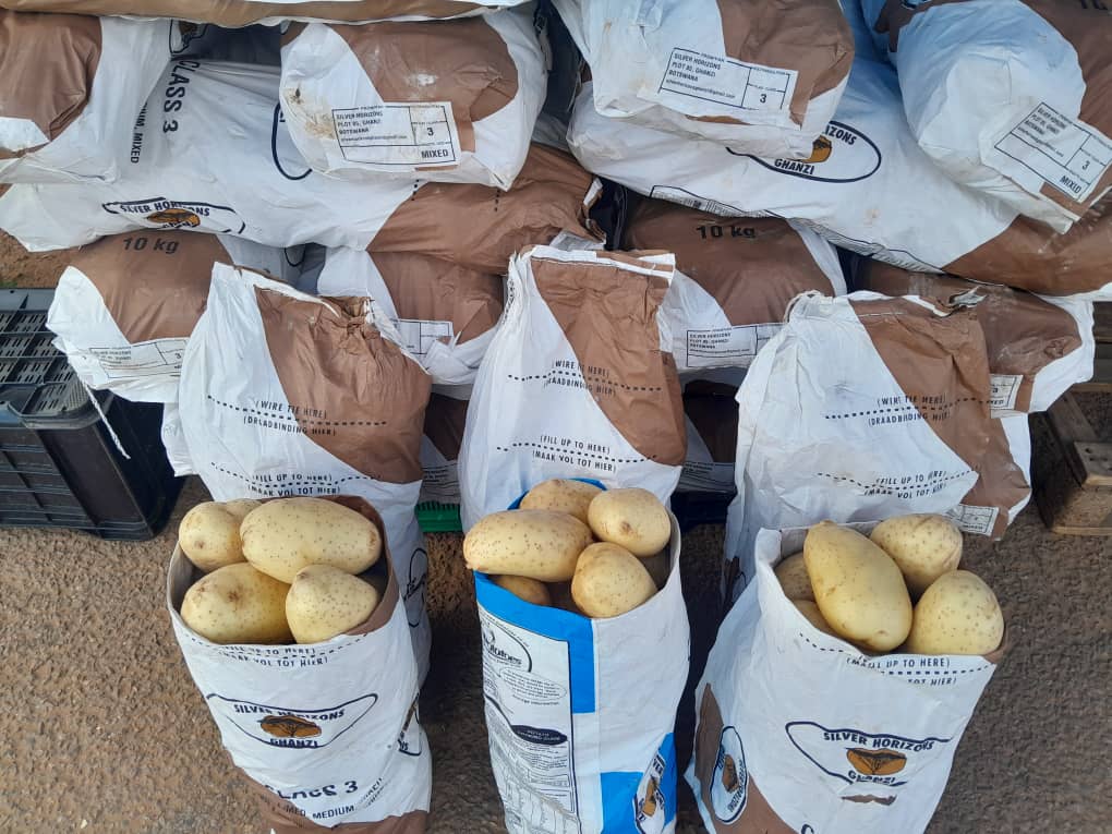 10kg white potatoes