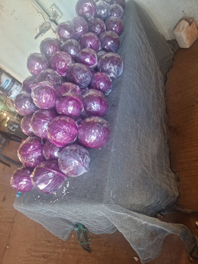 Bulk sale for Red Cabbage: 1.0 to 1.8kg per head, P13 each. Delivery is available for bulk buyers