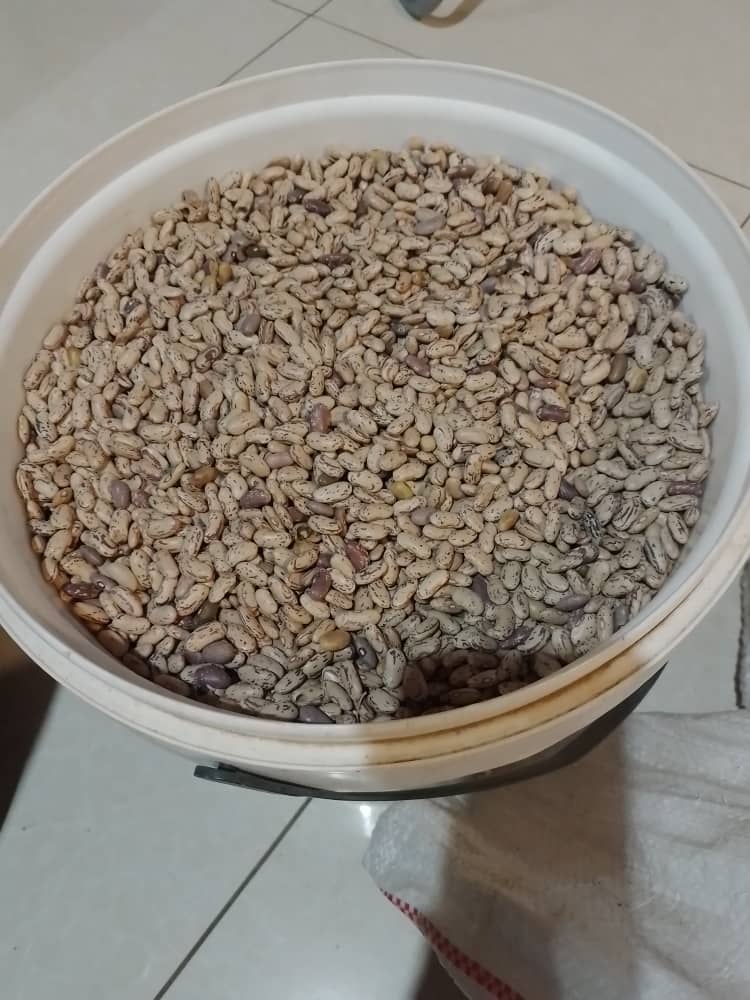 Sugar Beans