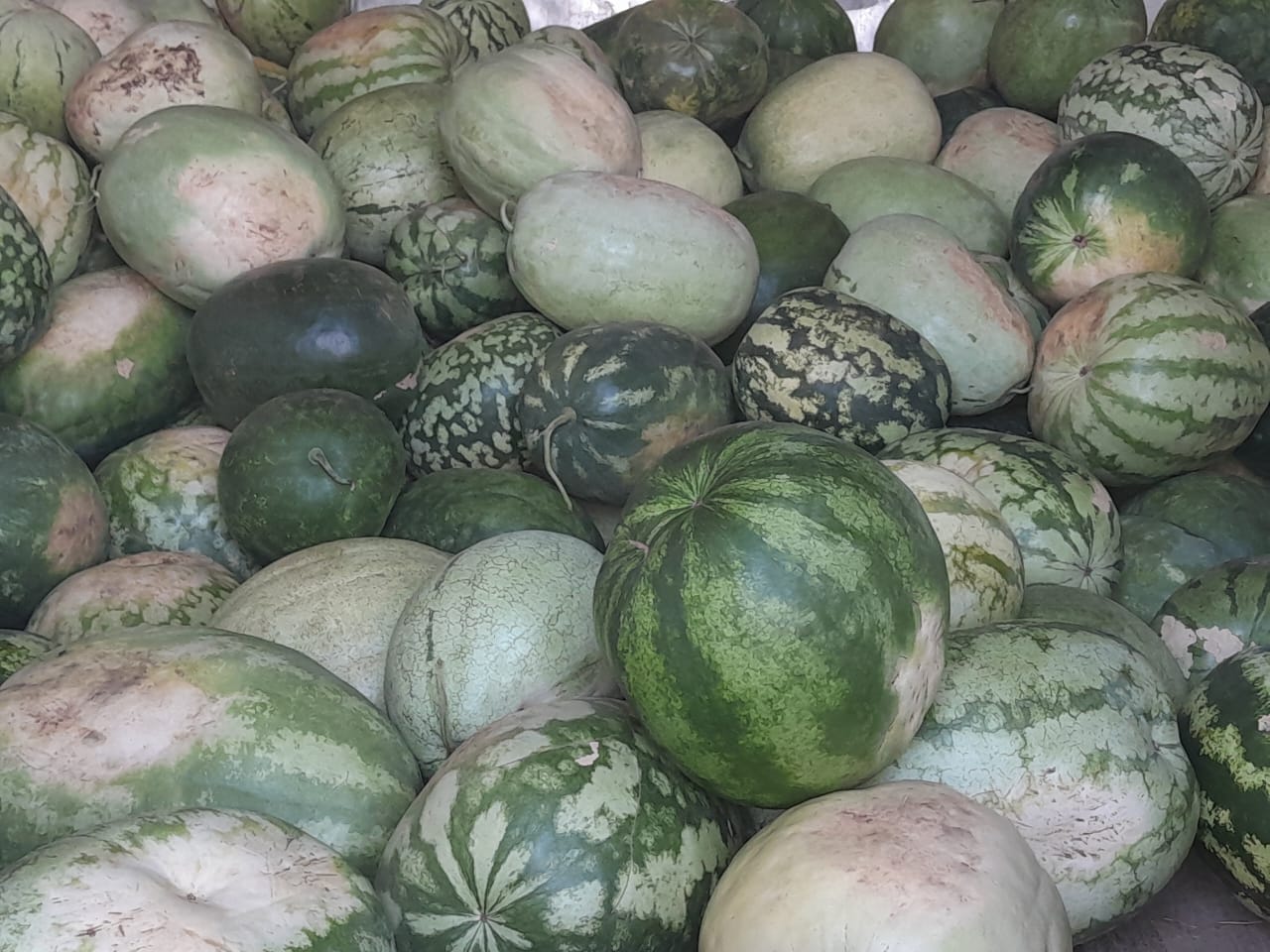 Tswana Watermelons @P25
