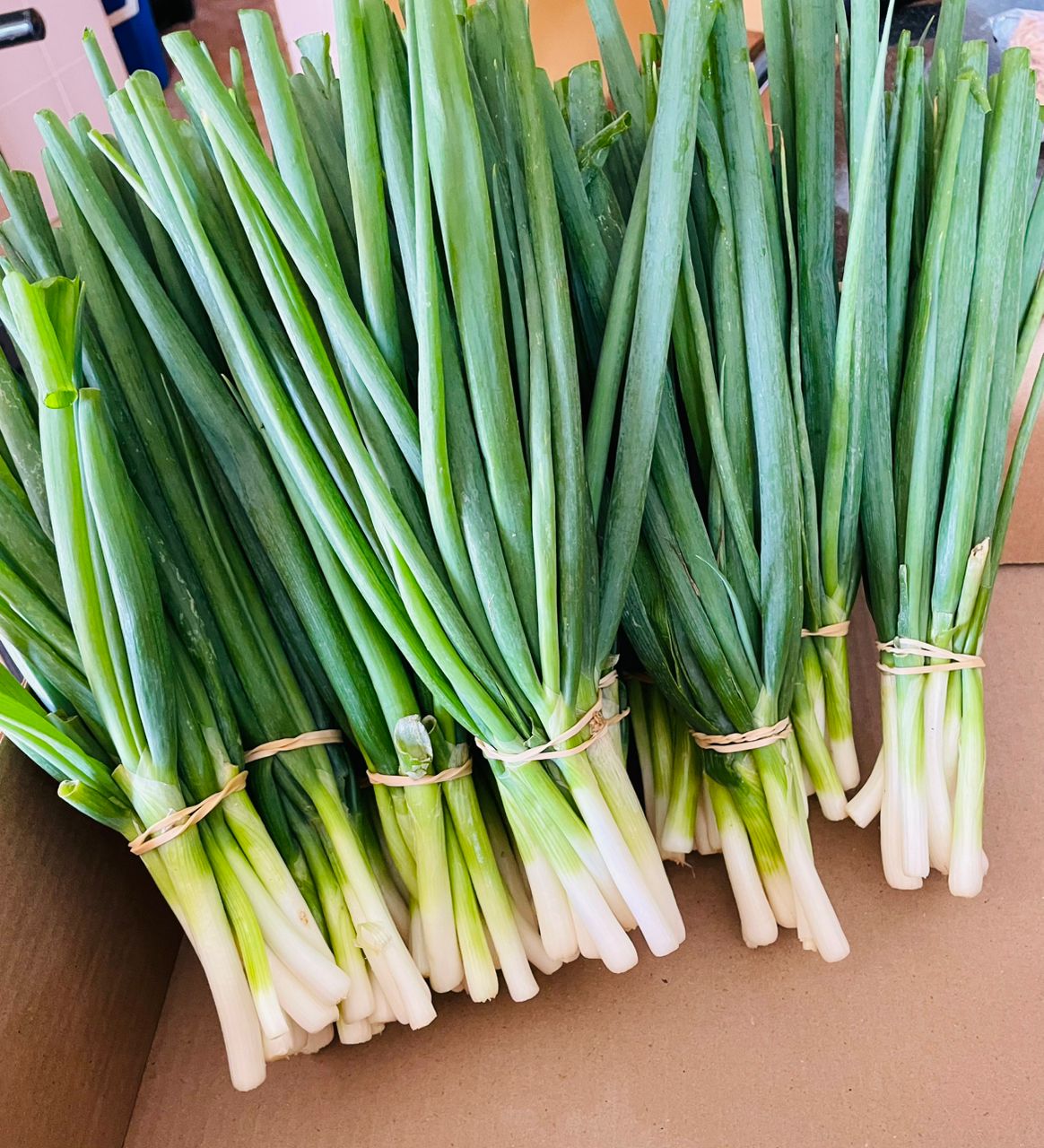 Spring onions P10/bundle