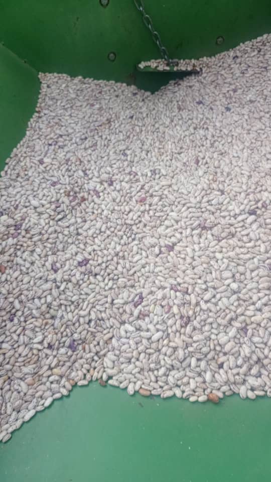 Sugar Beans