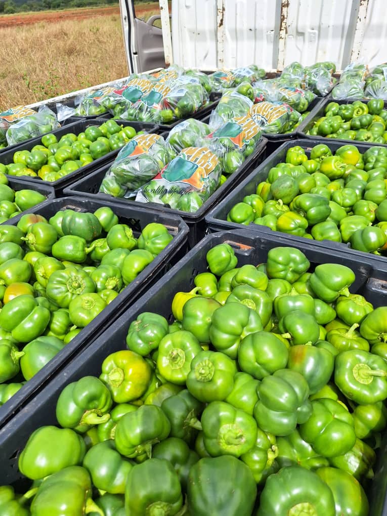 A block of green pepper that produces about 400kg per week, 15.95 per kg
