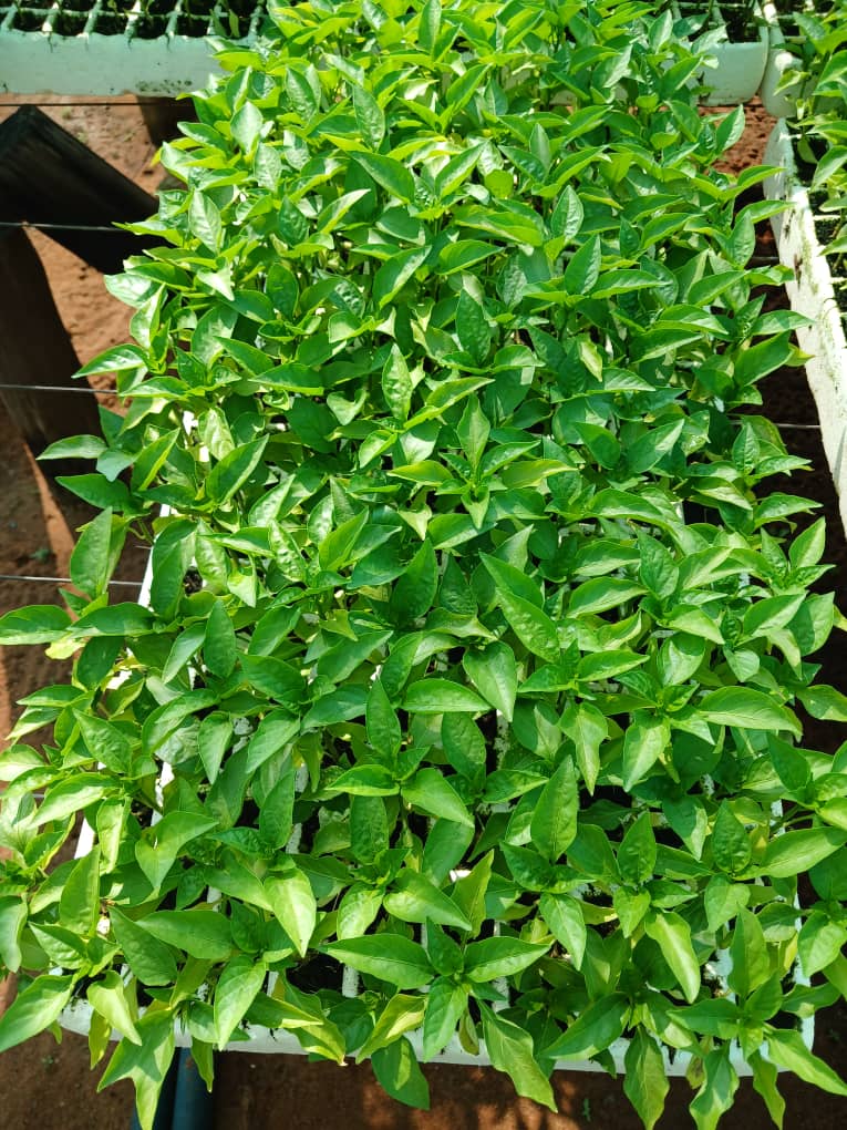 Pepper