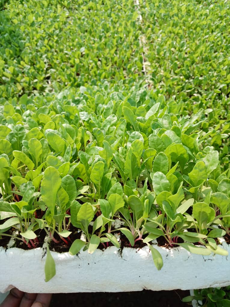 Spinach