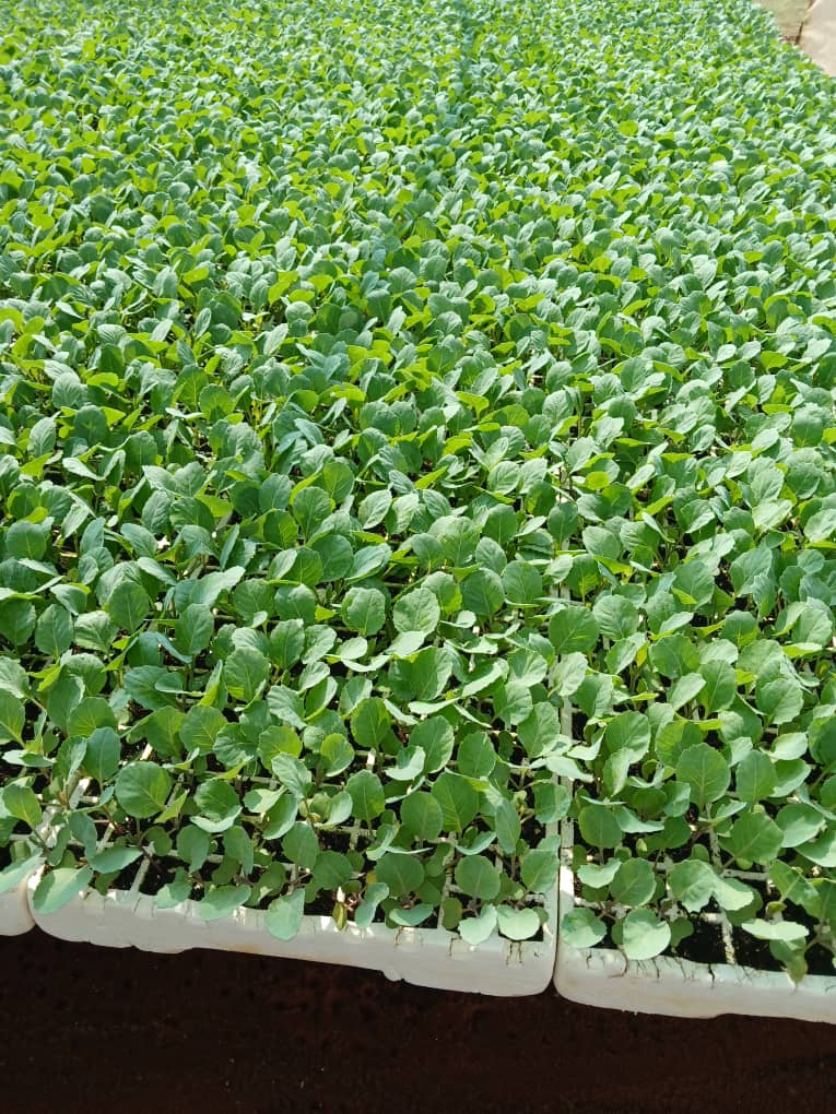 Cabbages