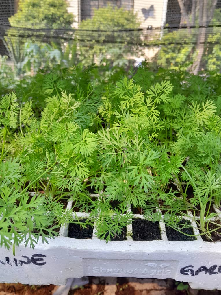 Carrots