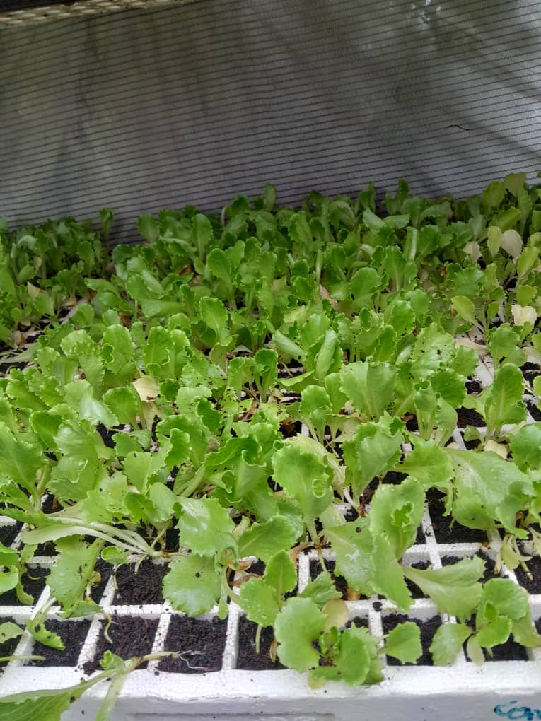 Letuce