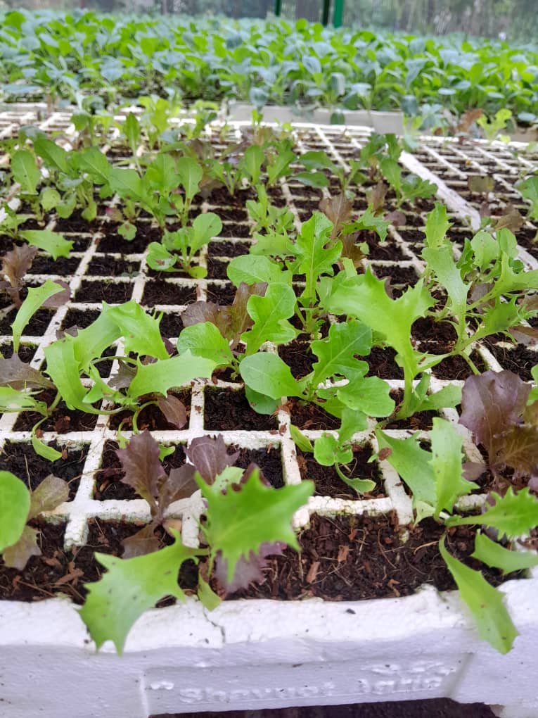 Letuce