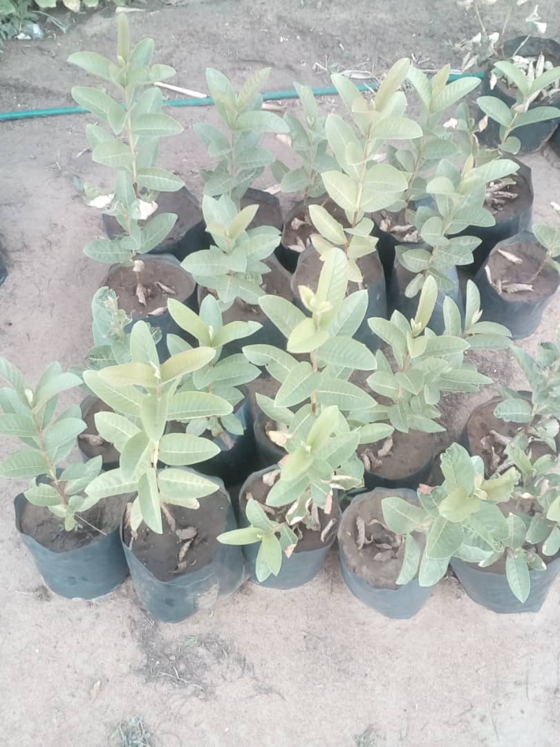 Chap Mbhamali Nursery