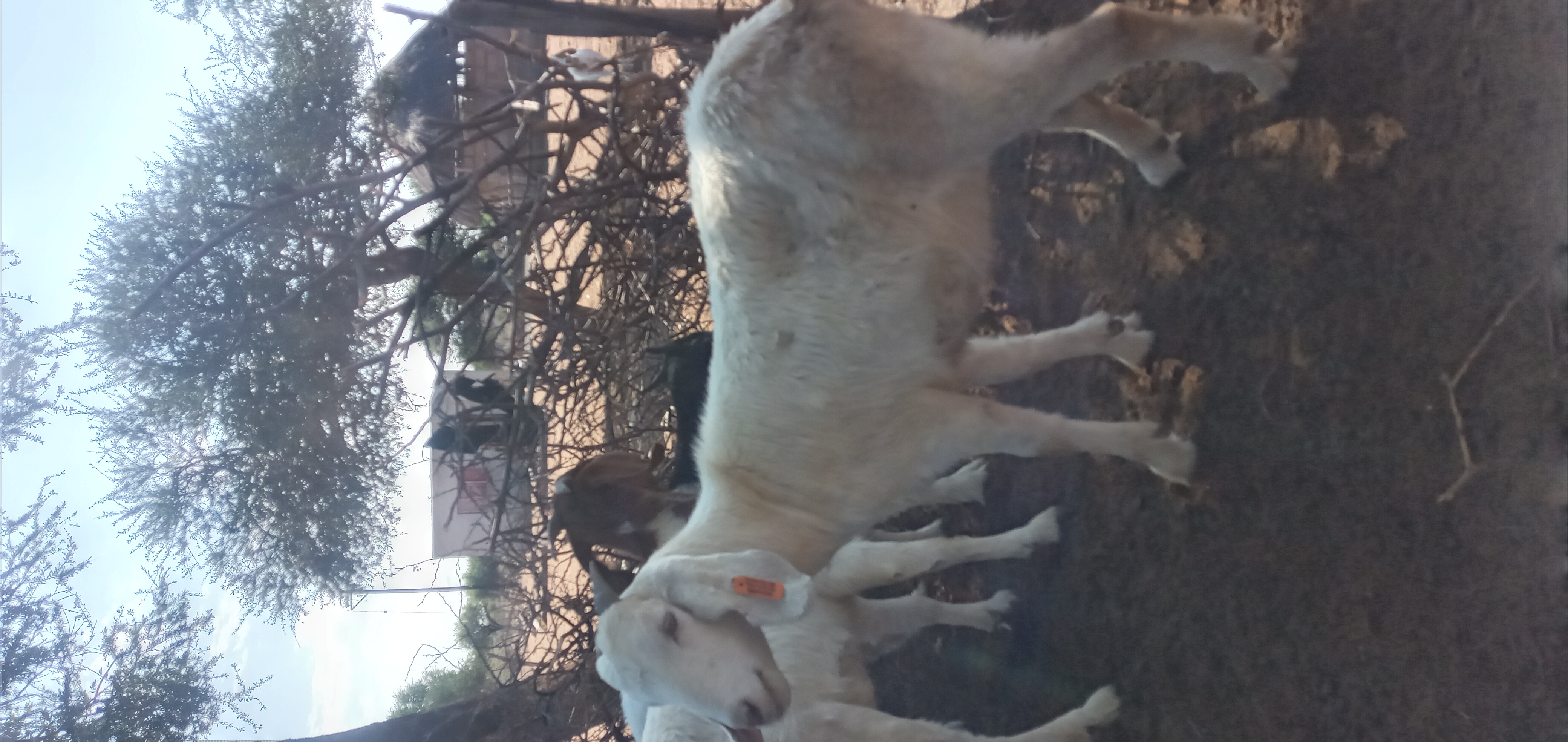 Tswana Goat