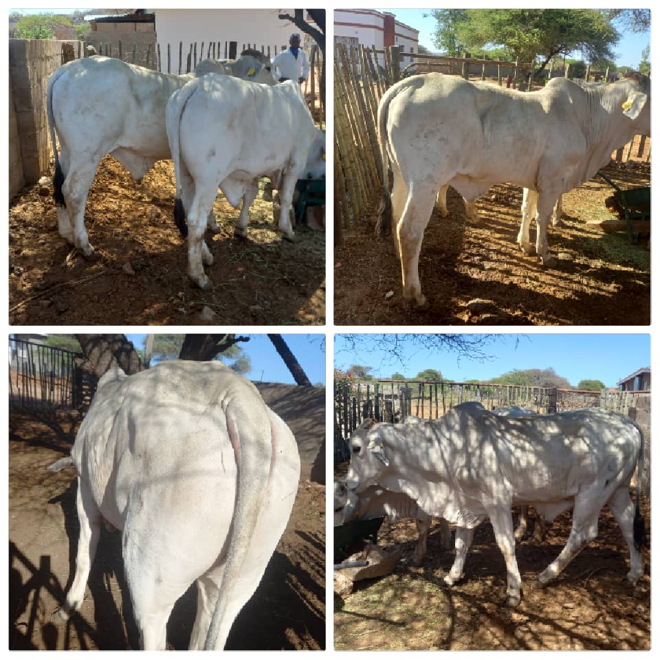 White Brahman