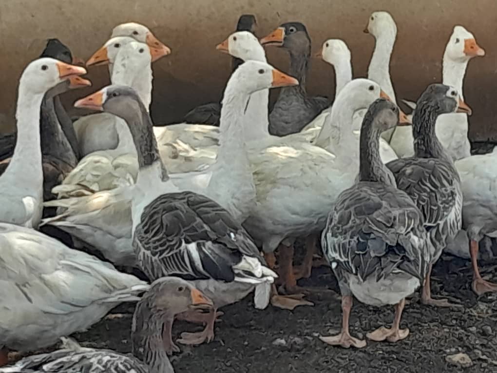 Geese