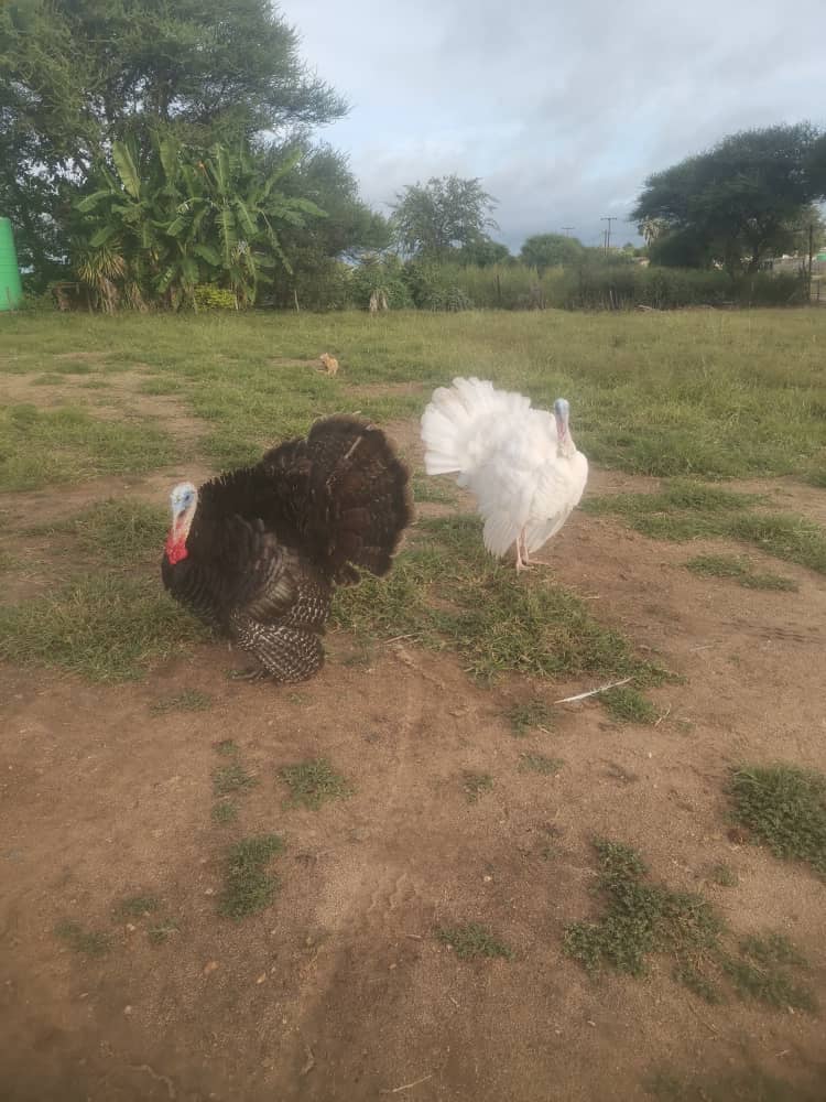 Turkey