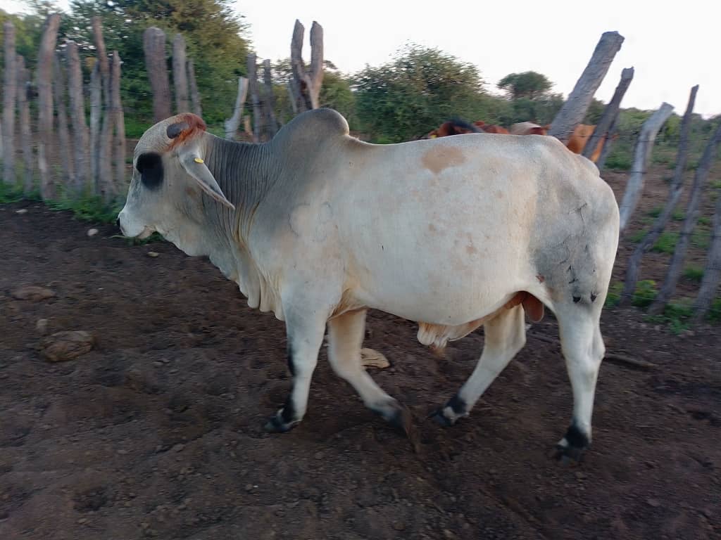 White Brahman