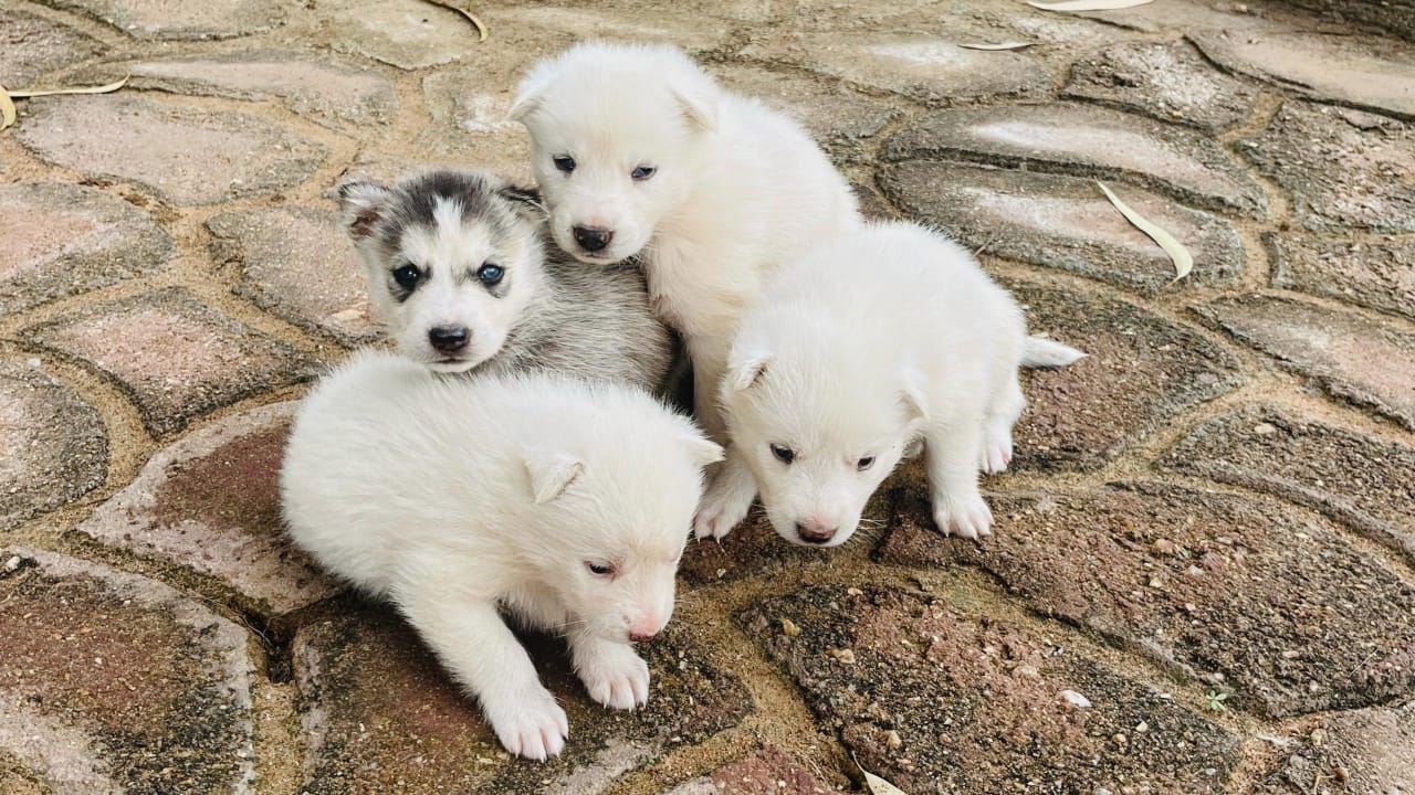 Siberian