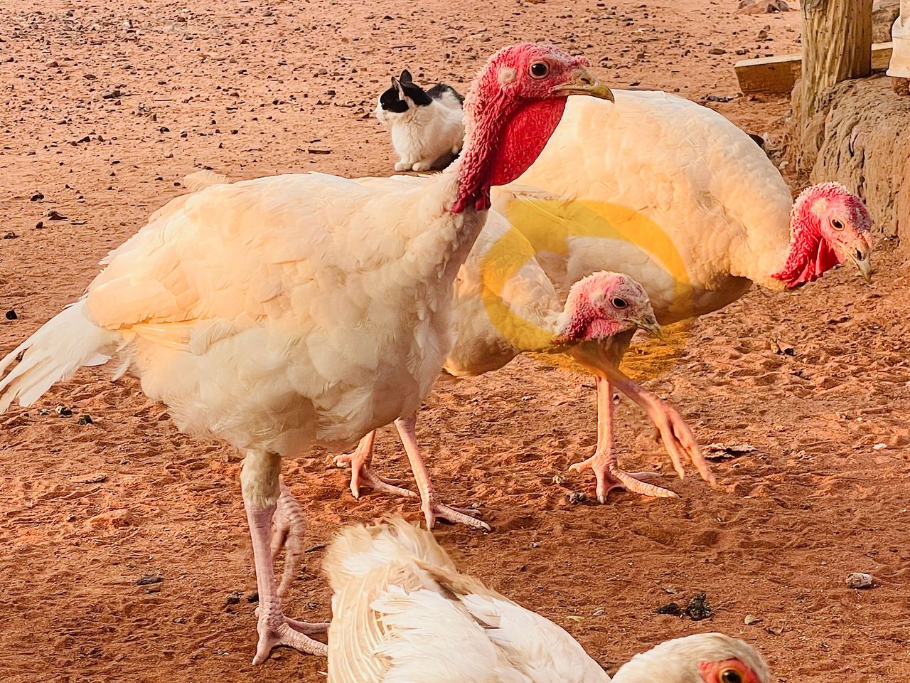 Turkey