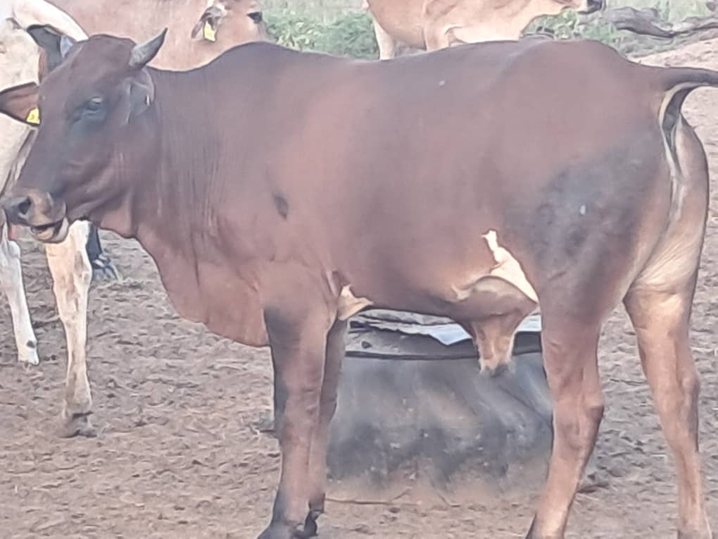 Tswana Cattle