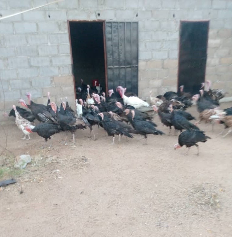 Turkey