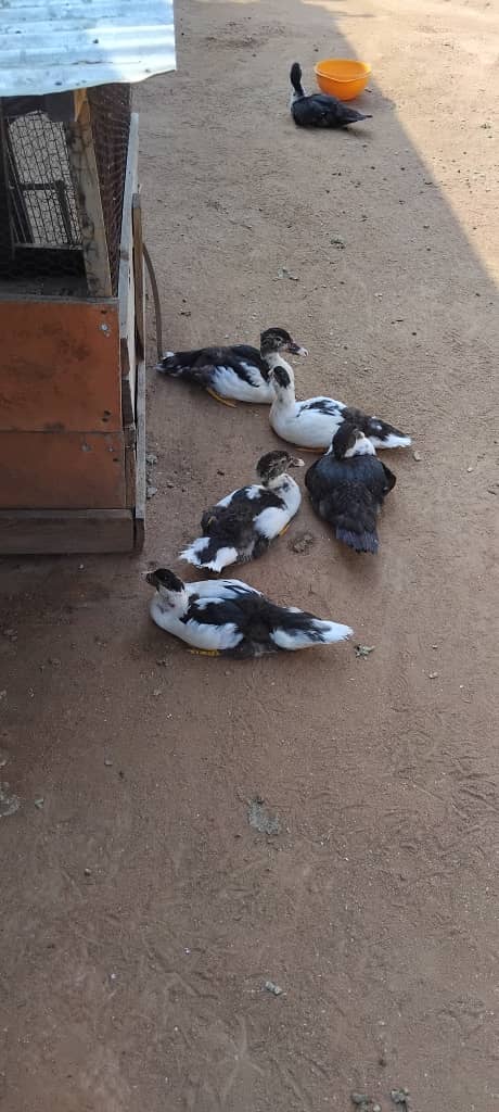 Ducks