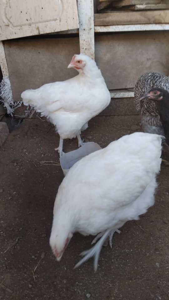 White Austrolop