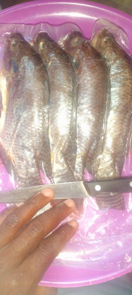 Small Fish