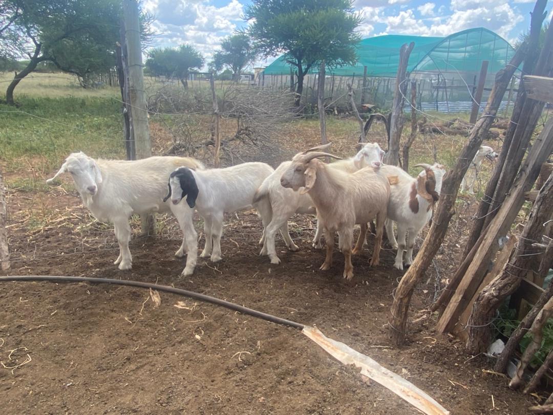 Tswana Goat