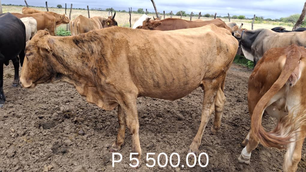 Tswana Cattle