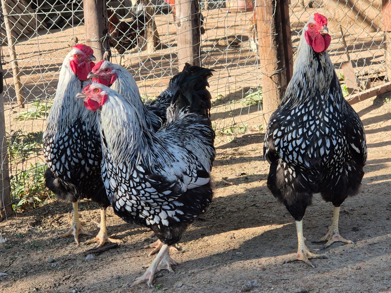 Silver Laced