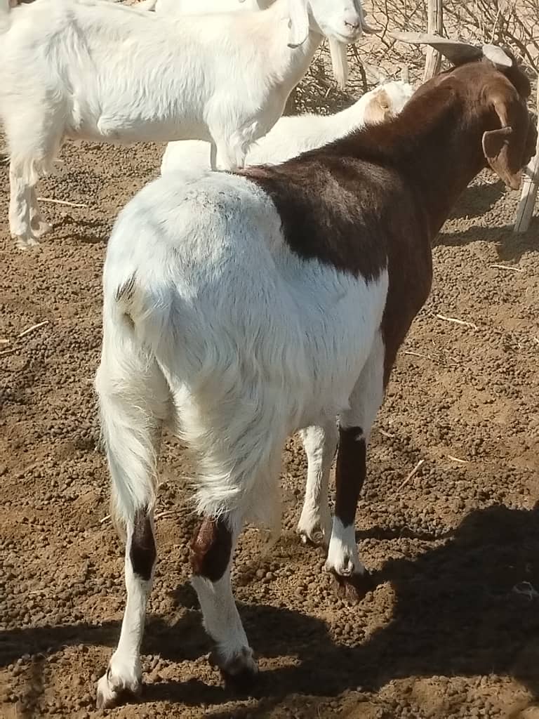 Cross Breed