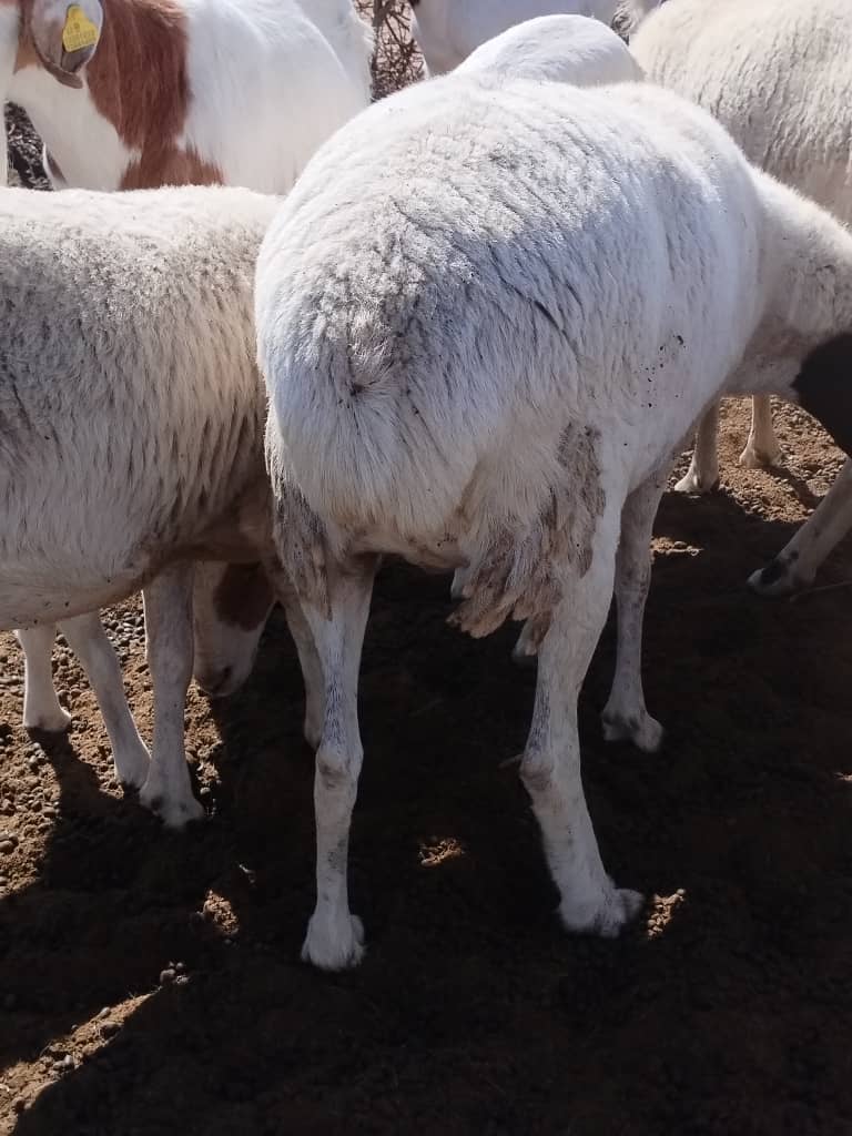 Tswana Sheep