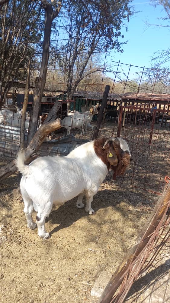 Boer Goat