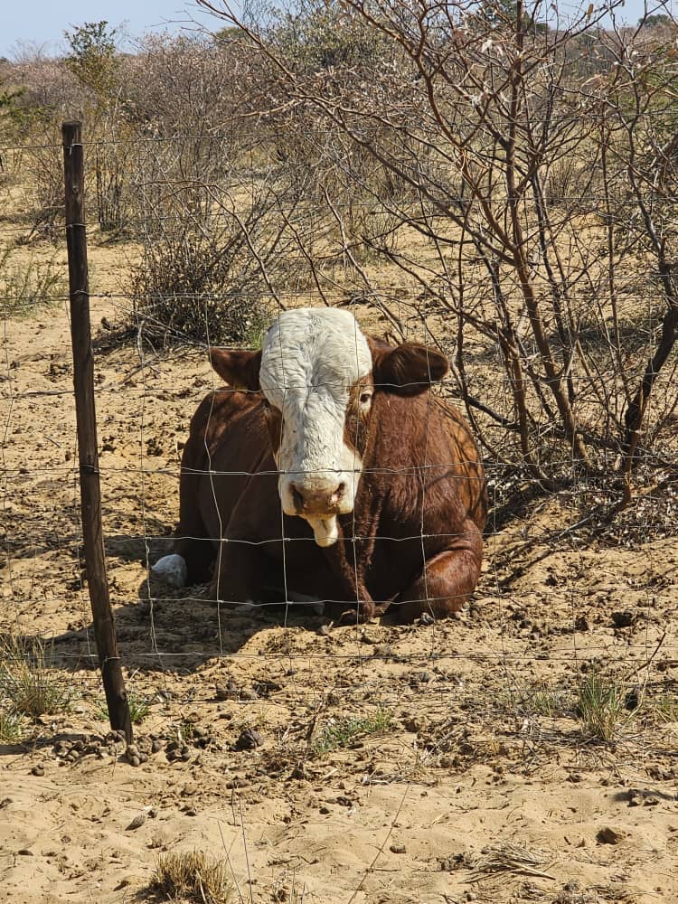 Simmental