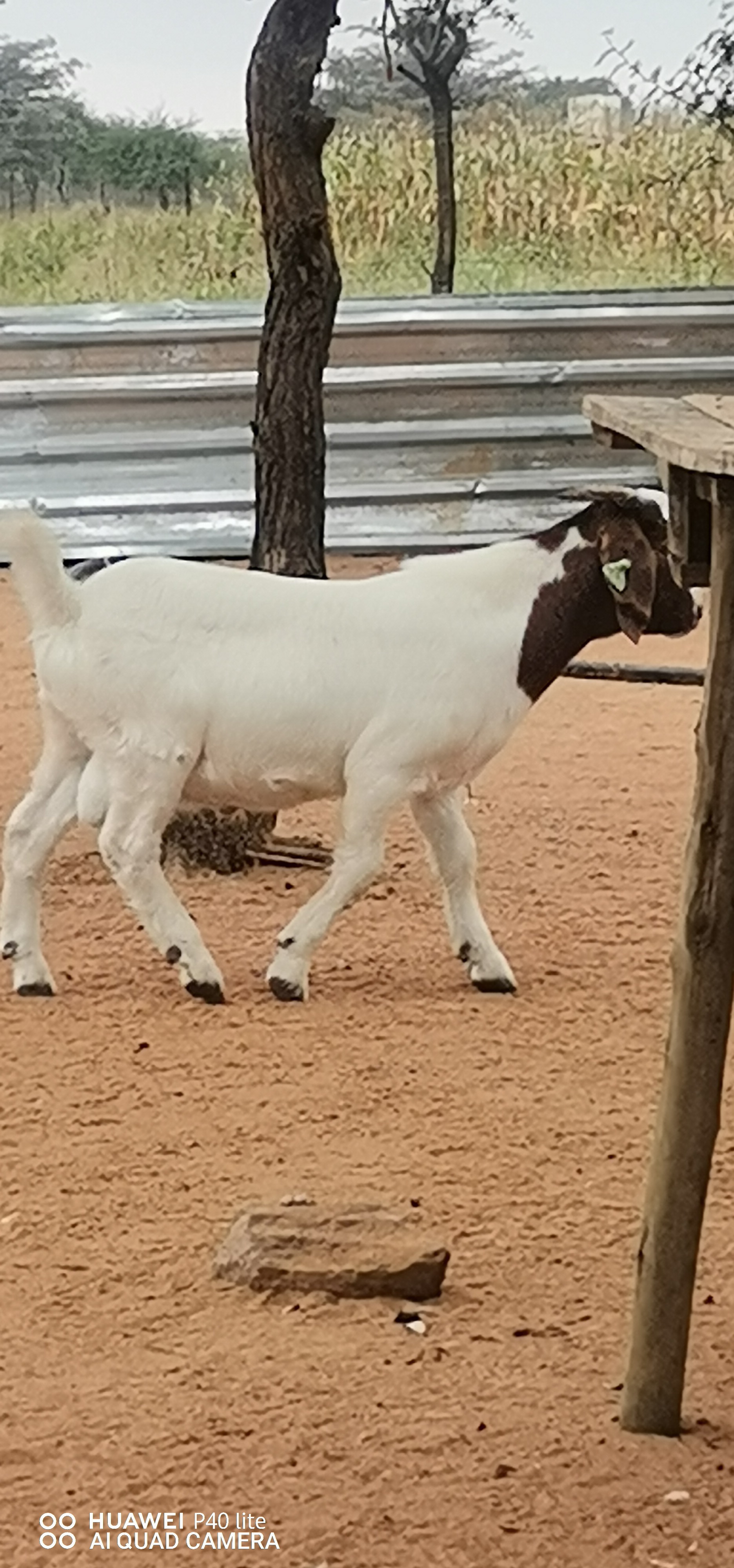 Boer Goat