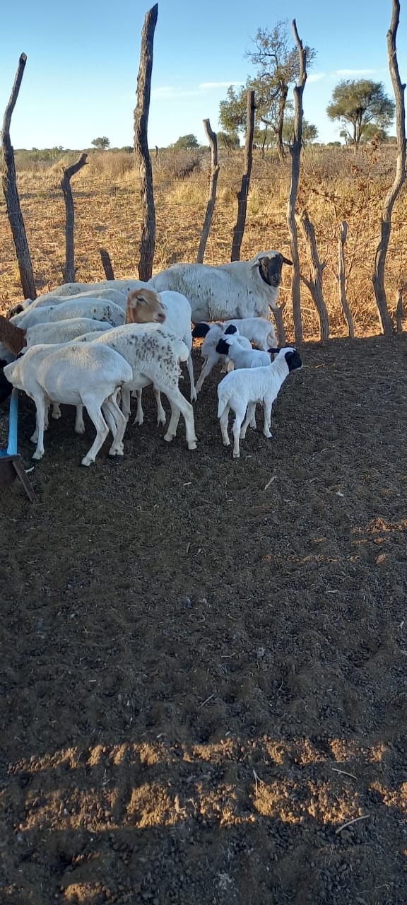 Tswana Sheep