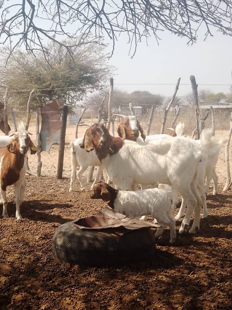 Tswana Goat