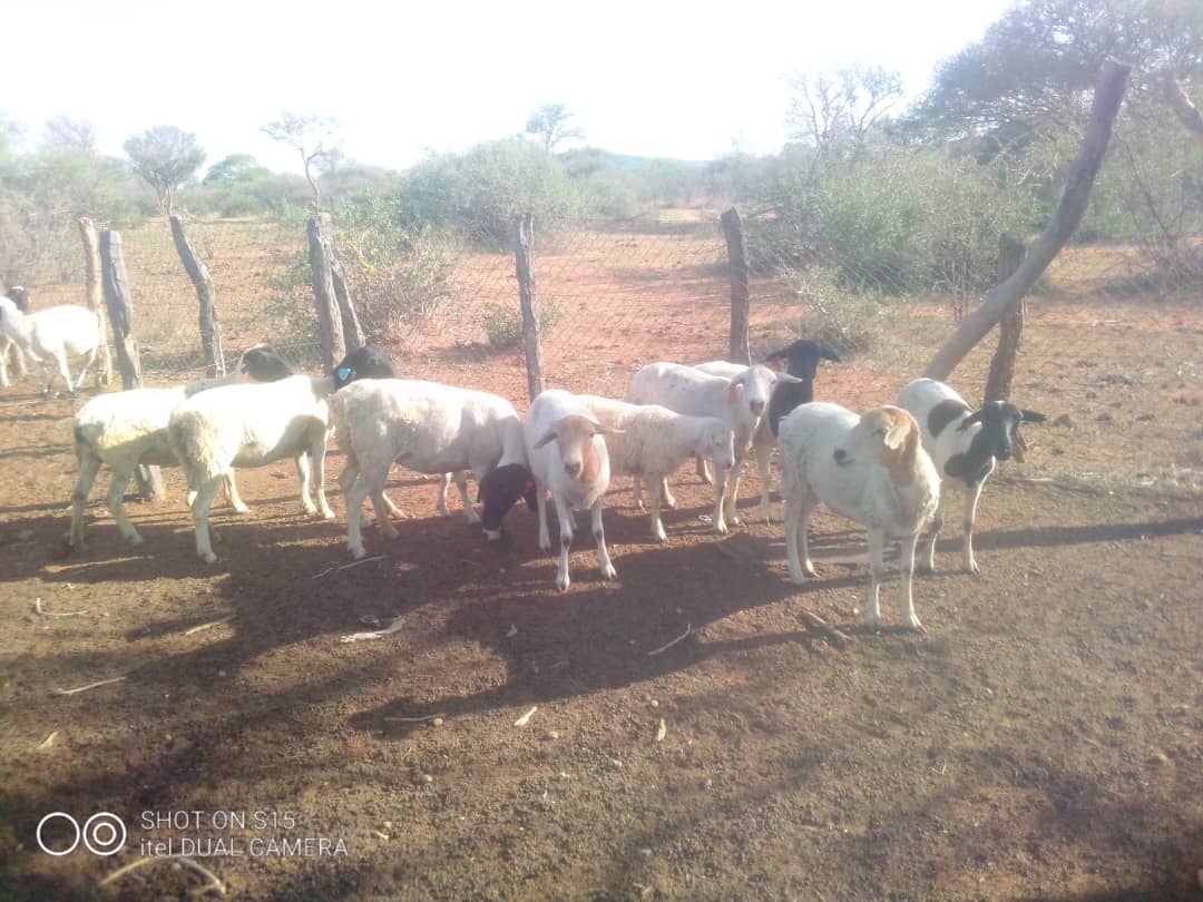 Tswana Sheep