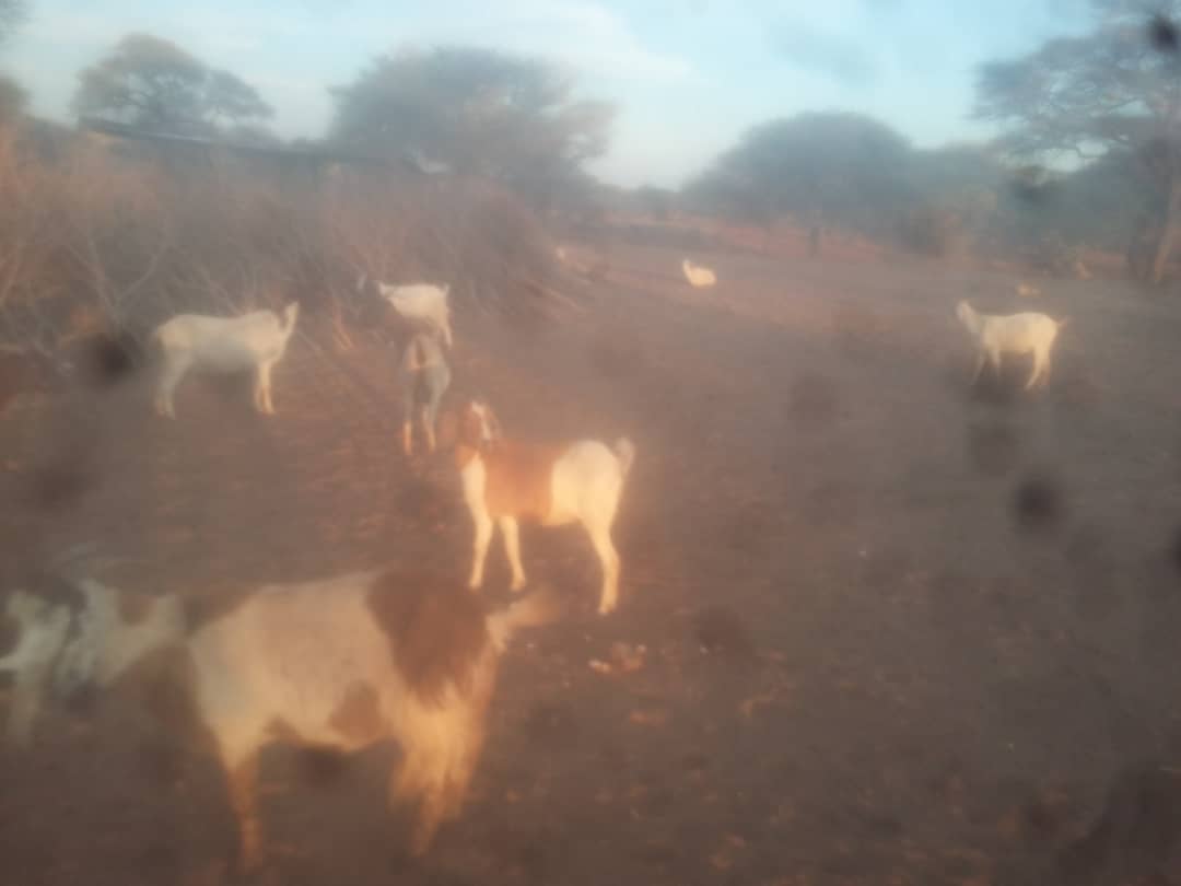 Cross Boer Goat