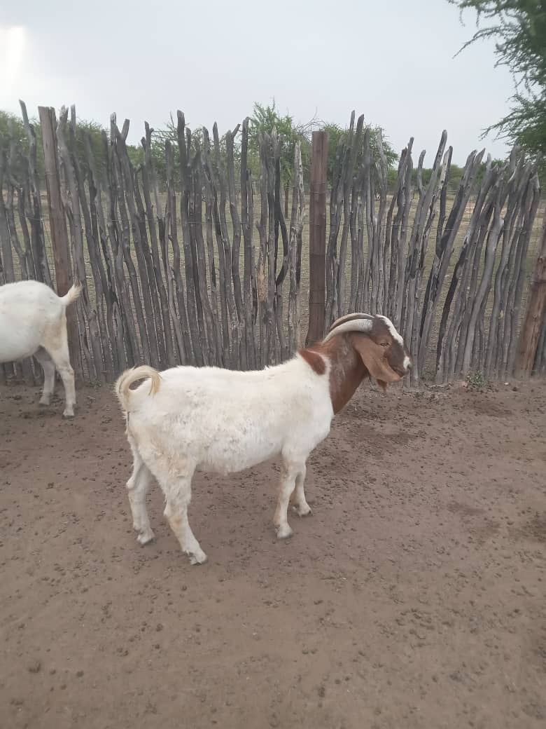 Cross Boer Goat