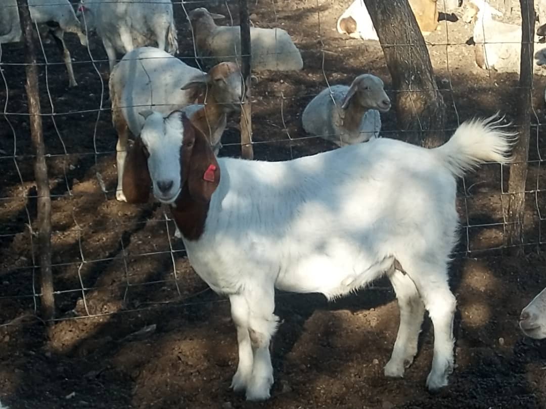Boer Goat