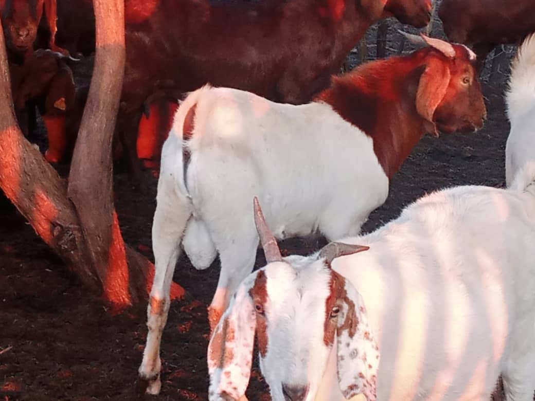 Cross Boer Goat